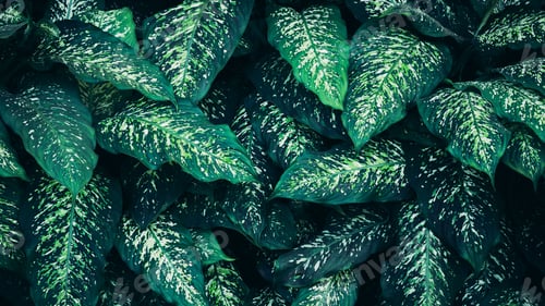 Preview: Close up green leaves texture and abstract background., Concept of nature background.