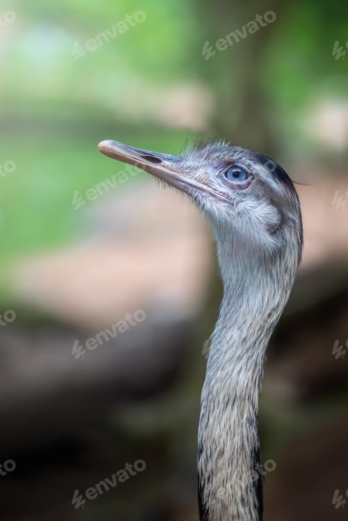 Preview: Greater Rhea head and neck (Rhea americana)