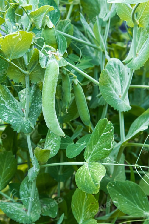 Preview: Fresh green peas, a pod hangs on a bush, ripe. Harvest in the garden.
