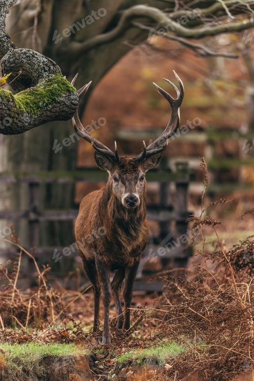 Preview: Vertical shot of the majestic red stag with large antlers standing in the forest