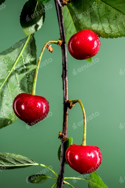 Preview: Wild cherry berry on a green background