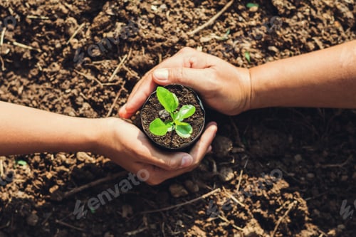 Preview: two hand planting tree in garden