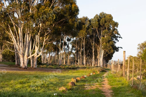 Preview: Wandel Pad, Stanford, Western Cape, South Africa.