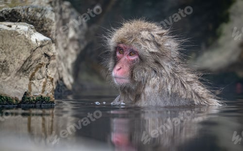 Preview: Japanese Macaque in hot spring
