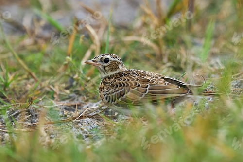 Preview: Eurasian skylark (Alauda arvensis)