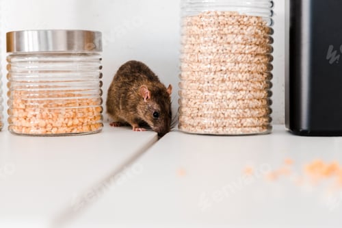 Preview: Brown Rat Exploring Countertop Near Food Canisters