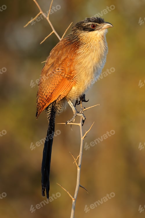 Preview: Burchells coucal perched on a branch