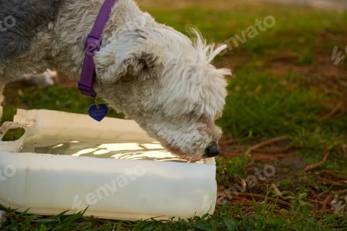 Preview: Dog drinking water in the park in recycled container.