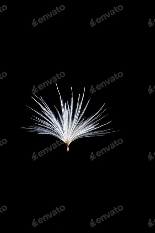 Preview: Vertical shot of floating white feathers on a black background