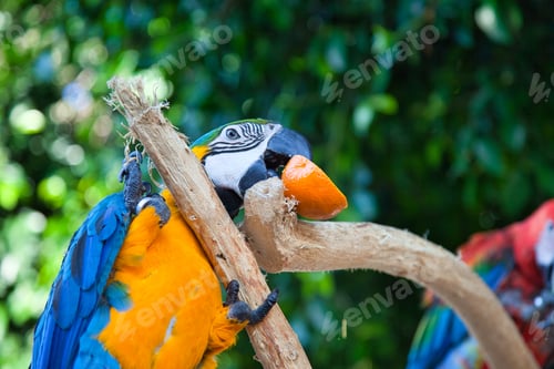 Preview: Closeup of a colorful parrot in Rhodes, Greece