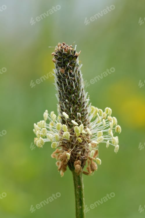 Preview: Vertical closeup on the white flower of the Ribwort Plantai wildflower, Plantago lanceolata