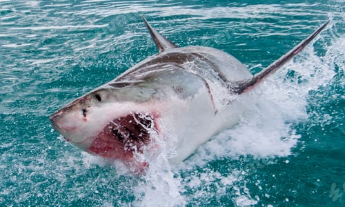 Preview: Great White Shark, South Africa