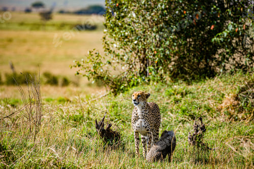 Preview: Cheetah Wildlife Wild Animas Maasai Mara National Game Reserve Kenya