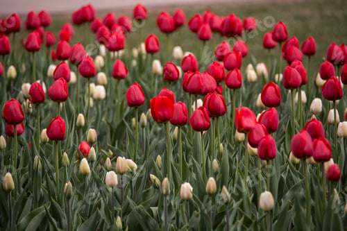 Preview: A beautiful field of red and yellow tulips in early spring.