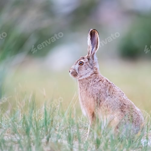 Preview: plateau hare closeup