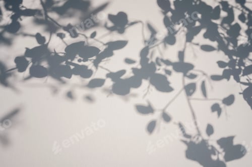 Preview: Shadow of foliage on white background. Overlay.