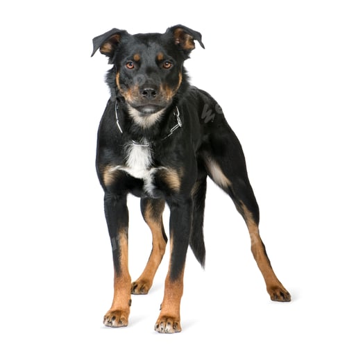 Preview: Crossbreed Beauceron (18 months)