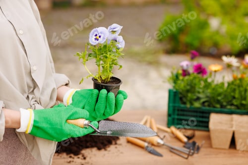 Aperçu: Jardinière plantant des fleurs dans son jardin, entretien du jardin et concept de passe-temps