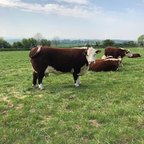 Preview: Farm cows grazing in a green grass field