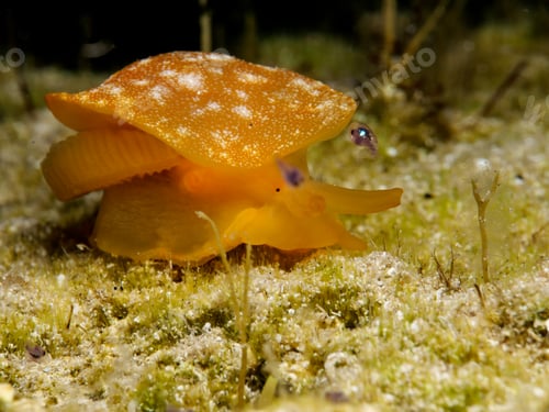 Preview: Berthellina citrina from Cyprus