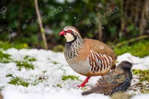 Preview: Beautiful brown partridge bird on a snowy field, its feathers ruffled by the cold winter air
