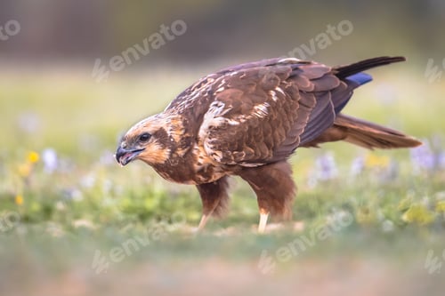 Preview: Marsh harrier female sideview