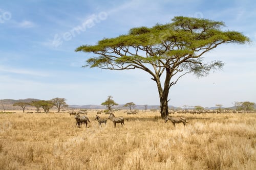 Preview: Zebra grazing in Serengeti