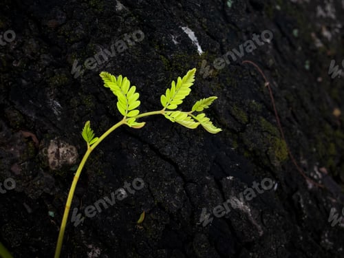 Preview: Green fern on dark background