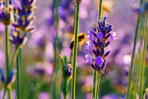 Preview: Beautiful lavender flowers close up on a field