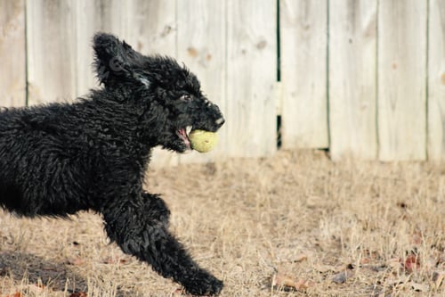 Preview: Action dog