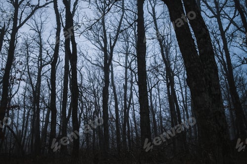Preview: Forest in the fog winter in Crimea