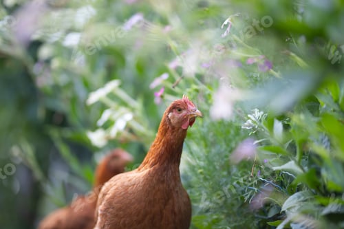 Preview: Free range chicken birds in green garden.