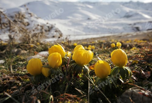 Preview: yellow crocus opening in the spring