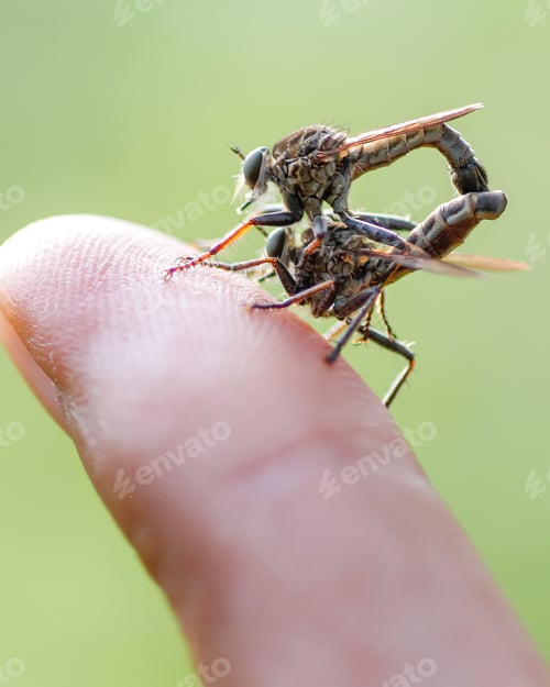 Preview: mating animal