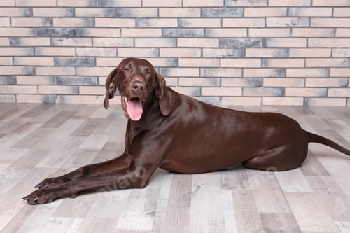 Preview: German Shorthaired Pointer dog lying on floor