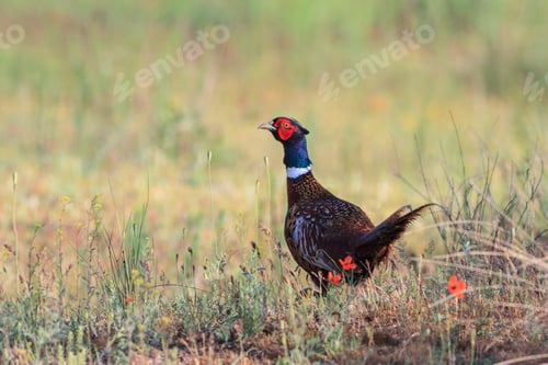 Preview: pheasant male