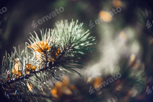 Preview: Closeup shot of a pine tree branch