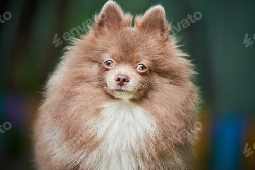 Preview: Pomeranian Spitz dog in garden