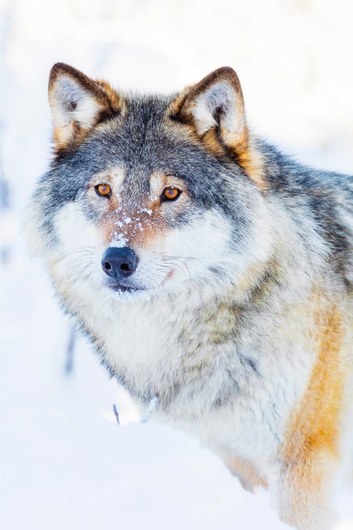 Preview: Wolf stands in beautiful winter landscape