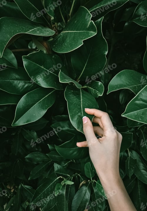 Preview: A youthful woman hand touching fresh magnolia leaves