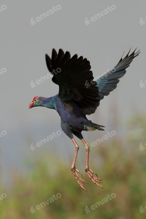 Preview: Grey-headed Swamphen flying on blurred background