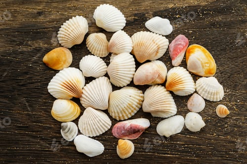 Preview: Seashells on wooden surface
