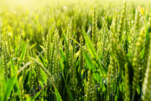 Preview: Close-up of wheat spikes during growth period in spring