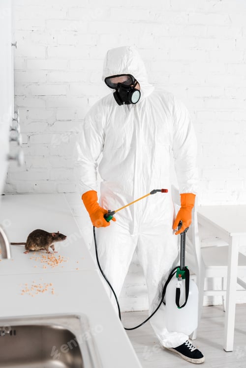 Preview: exterminator holding toxic spray and looking at rat near peas on table