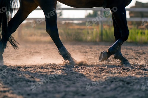 Preview: Close-up of black horse's hooves during a horseback ride on the sand love for equestrian sports
