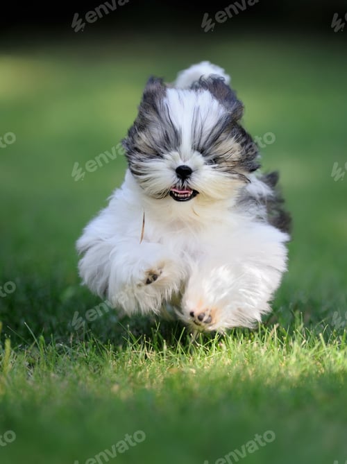 Preview: dog, pet, dogs, pets, hairy