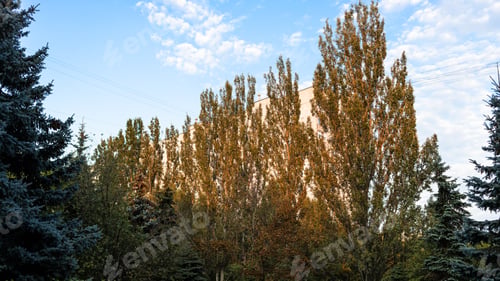 Preview: sunlit trees obstructing the view of building