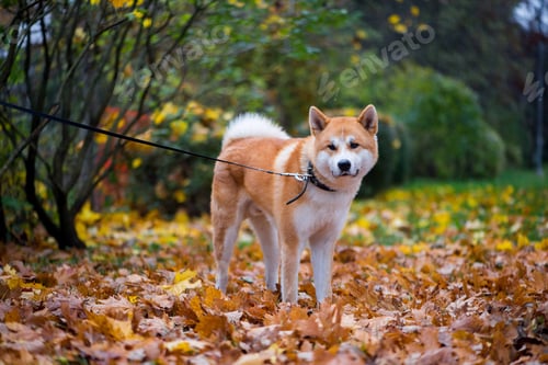 Preview: pets