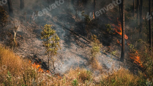 Preview: Wildfires sweep through forests, filling the air with smoke and cutting visibility.