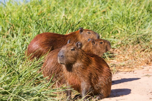 Preview: Capybara